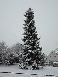 снежна, Ела, високо, огромен, сняг, зимни, дърво