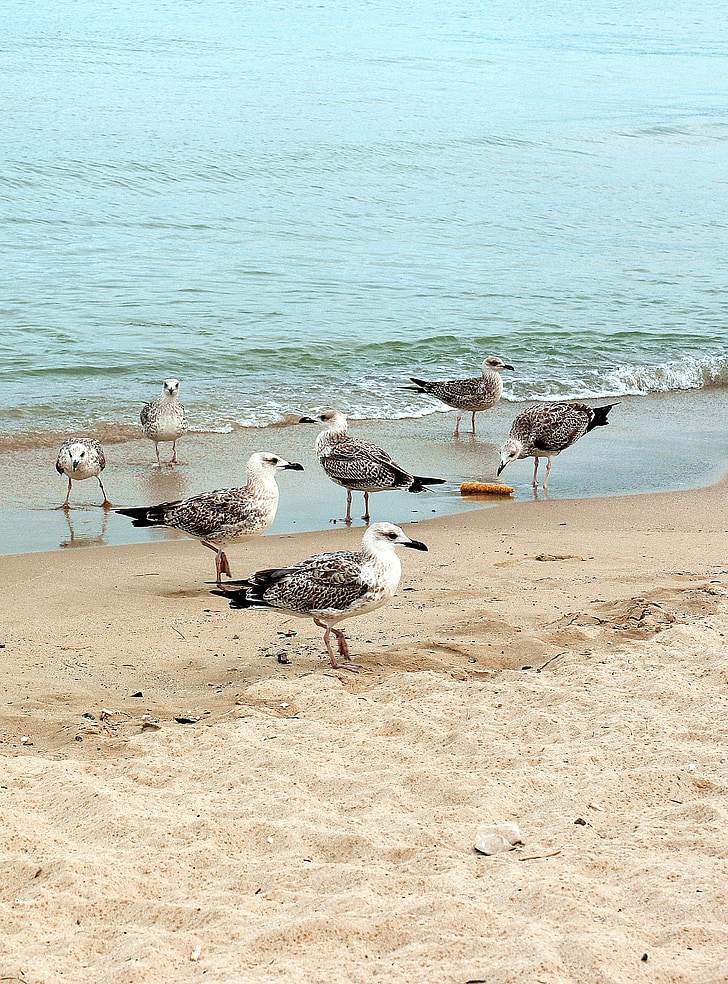 žuvėdra, seagulls, paukščiai, jūra, paplūdimys, vandens paukščiai, laukiniai paukščiai