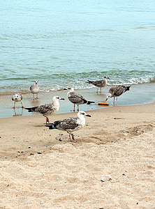 čajka, čajky, vtáky, more, Beach, Vodné vtáky, voľne žijúcich vtákov