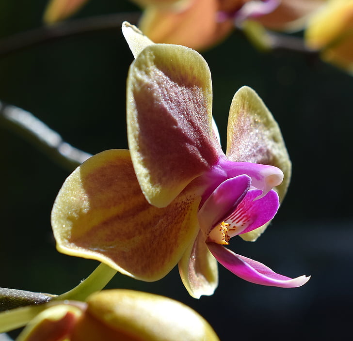 phalaenopsis híbrid, casquet antera i columna, Phalaenopsis, orquídia, groc, Rosa, fúcsia