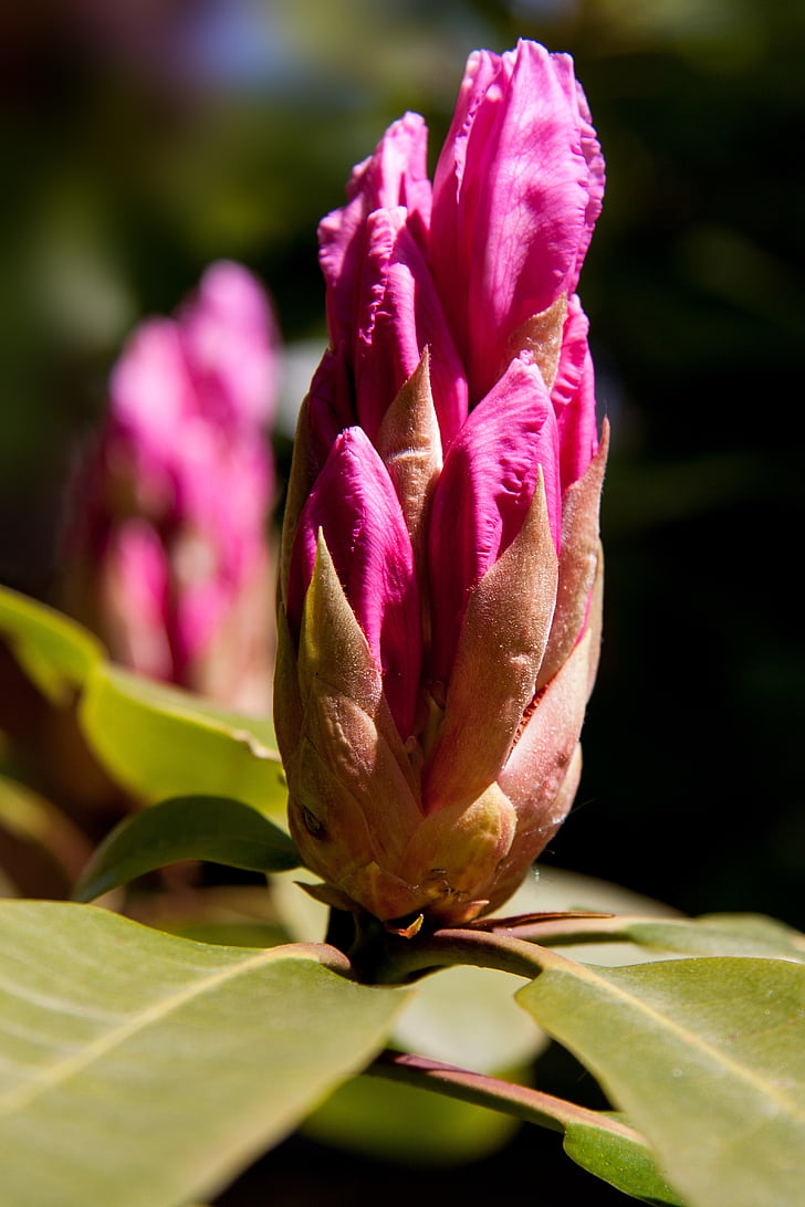 Rhododendron, Ericaceae, Bud, plamen, roza, zelena