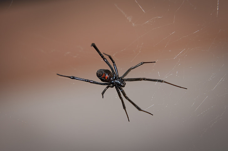 zwarte weduwe spin, Web, Arachnid, giftige, Venom, dieren in het wild, natuur