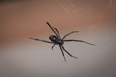 黑寡妇蜘蛛, web, 蛛形纲动物, 有毒, 毒液, 野生动物, 自然
