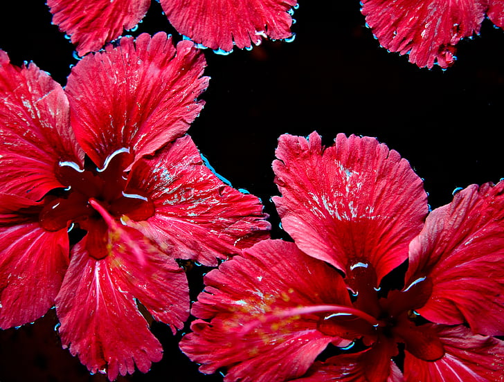 red flowers, floating, water, red, flower, nature, floral