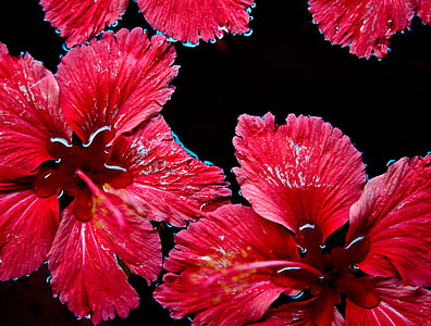 červené květy, plovoucí, voda, červená, květ, Příroda, květinové