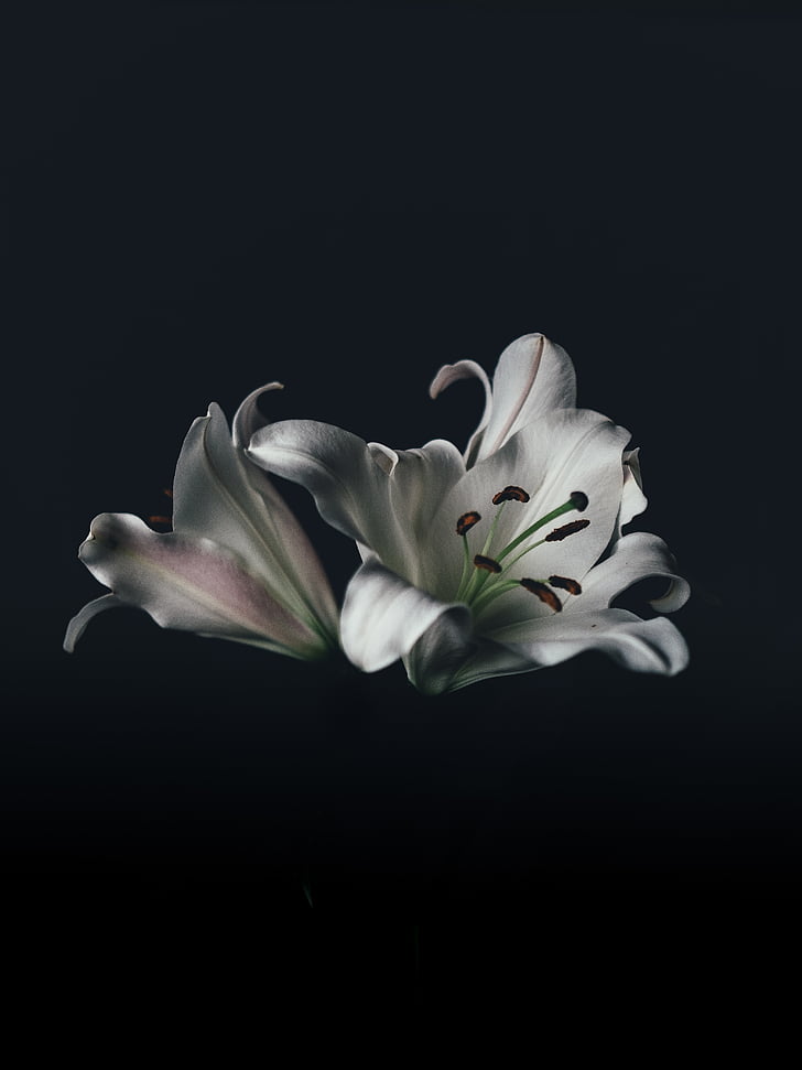 photo, blanc, pétales, fleurs, fond noir, fleur, Studio shot