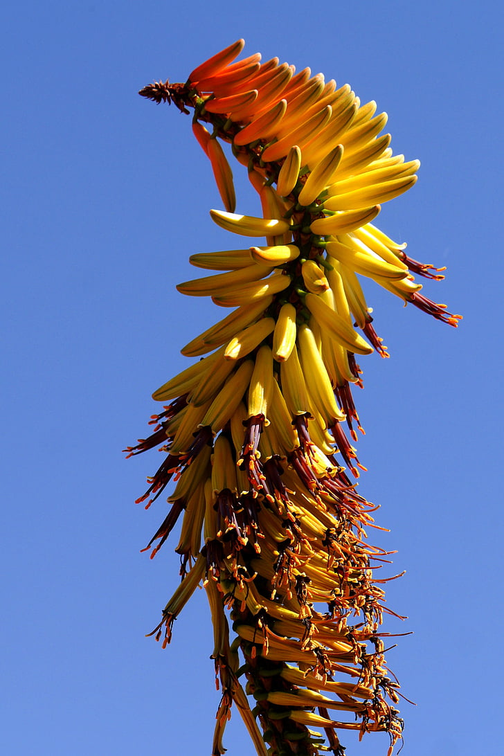 bluehtenstand, Aloe, Botswana, struktur, plante