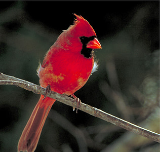 cardinal, bird, perched, male, nature, wildlife, songbird