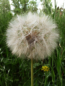 dandelion, sonchus oleraceus, meadow, summer, grass, flowers, seeds