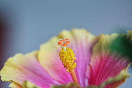 Hibiscus, blomst, Blossom, blomst, makro, anlegget, Lukk
