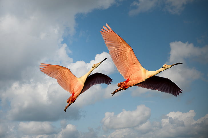 hewan, burung, beberapa, Flamingo, Meksiko, sayap, terbang