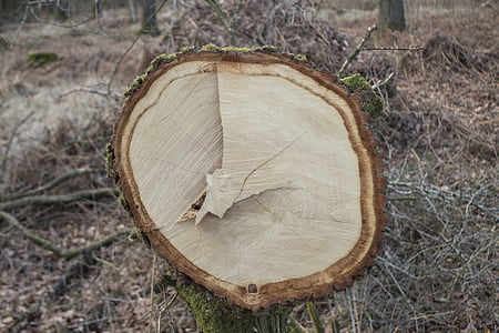 jurnal, scoarţă de copac, retezate de pe, pădure, cum ar fi, inele anuale