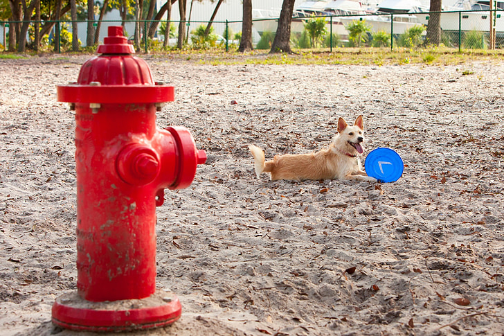σκύλος, Πάρκο, Frisbee, Άμμος, πυροσβεστικό κρουνό, σε εξωτερικούς χώρους, σκυλάκι