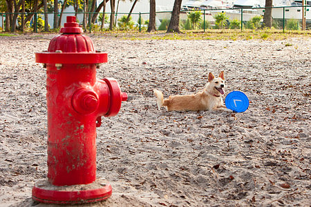 câine, Parcul, frisbee, nisip, hidrant de incendiu, în aer liber, căţeluş