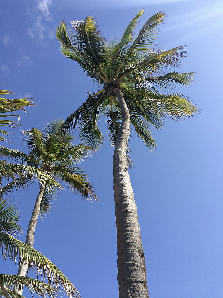 palm tree, tropical, sky, palm, vacation