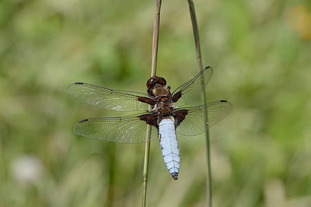 blue, dragonfly, insect, bug, green, wings, macro