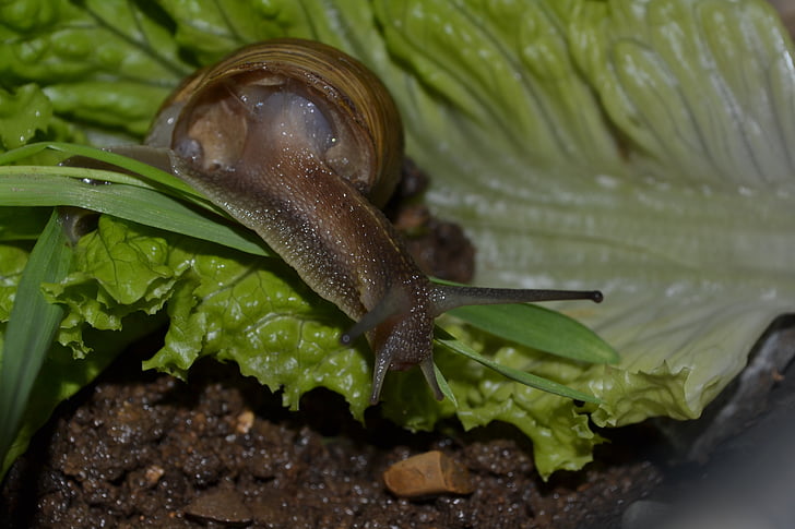 snail, lettuce, animal