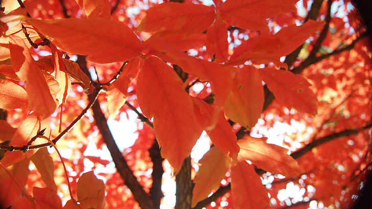 őszi levelek, ősz, fa, levél, természet, fa, szezon