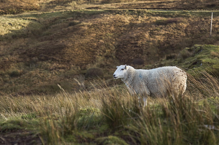 dyr, får, felt, Moor, Highland, husdyr, uld