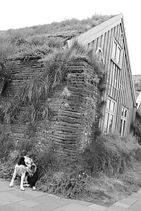 perro, Casa, aldea, bezludzie, Islandia, casa de madera, antiguo