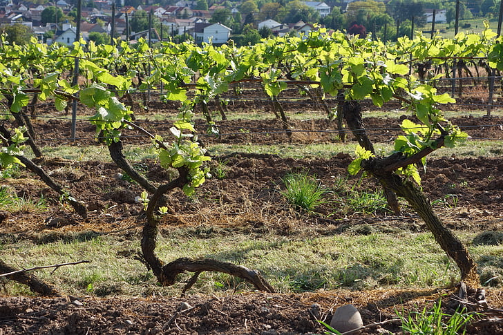 vinograd, vinova loza, vinogradarstvo, vino, jesen, grožđe, vino berbe