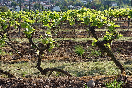 kebun anggur, tanaman merambat, winegrowing, anggur, musim gugur, anggur, panen anggur