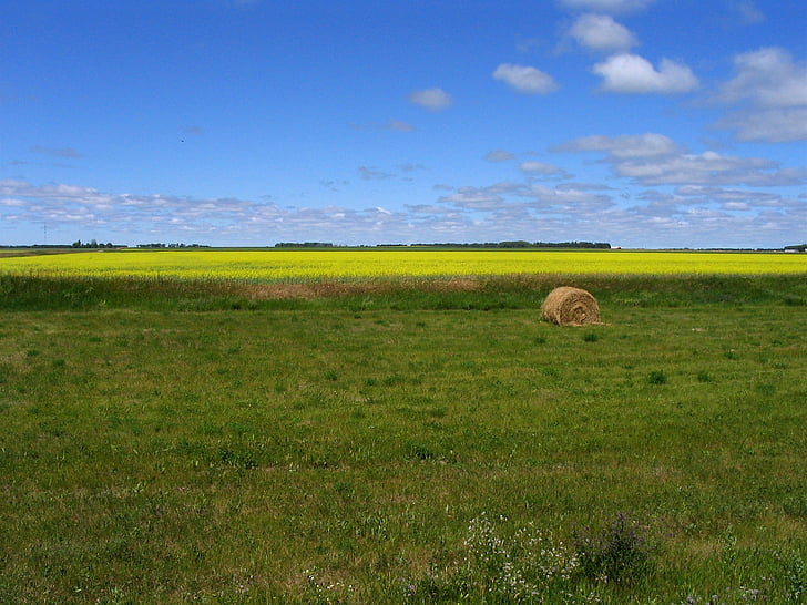 Prairie, campo, natura, fiori gialli, balla di fieno, agricoltura