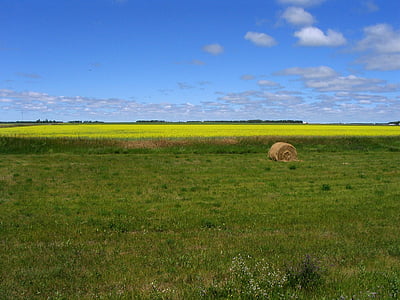 Prairie, fältet, naturen, gula blommor, balar av hö, jordbruk