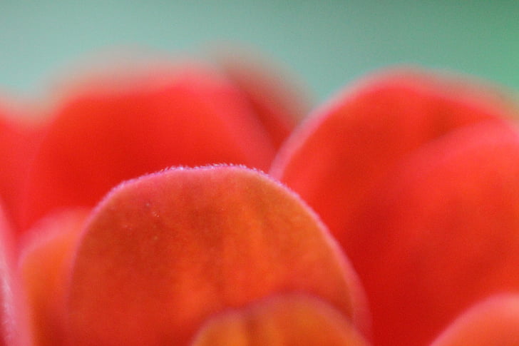 close up of flower petals, macro, flower, petals, close, pink, orange