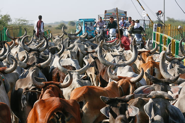 vacas, India, animal, agricultura, Asia, leche, rural
