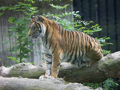 Tigre, gato grande, depredador, naturaleza, flora y fauna, Parque zoológico, sentado