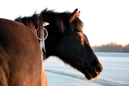 Koń, łapacz snów, zimowe, brązowy, zwierzęta domowe, jedno zwierzę, zwierzęce motywy