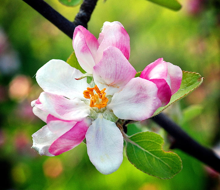 fiore, Apple, primavera, triste, fiore della mela, fioriture, giardino