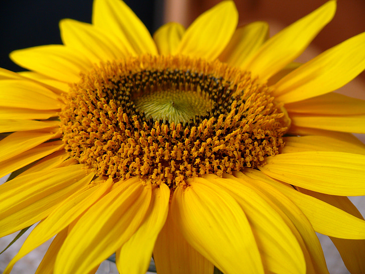 Sun flower, žlutá, žlutý květ, Zavřít, makro, světlé, květ