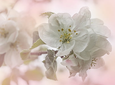 apple, apple tree, apple blossoms, flowers, fruit, nature, tree