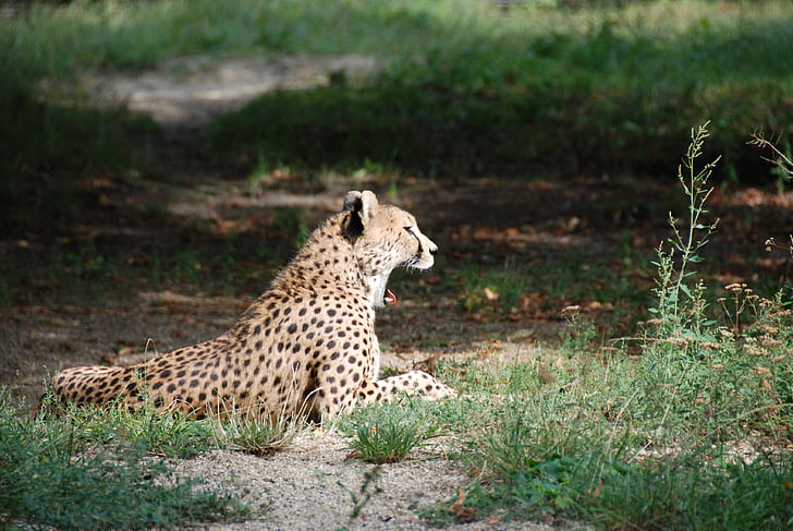 cheetah, yawning, zoo