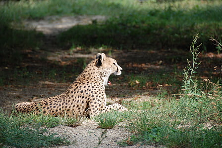 Gepard, Gähnen, Zoo