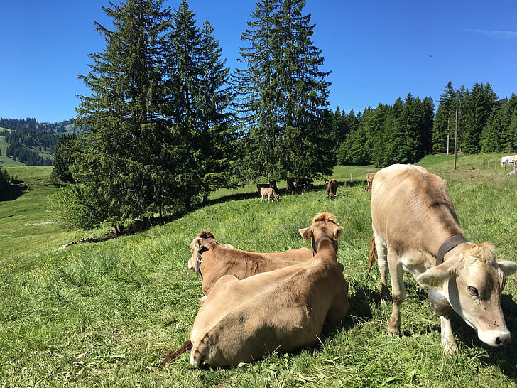 Allgäu, krávy, Alm, Scheidegg, Oberstaufen, steibis, Allgäu hnědá