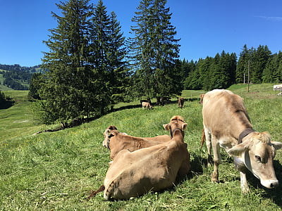 allgäu, cows, alm, scheidegg, oberstaufen, steibis, allgäu brown