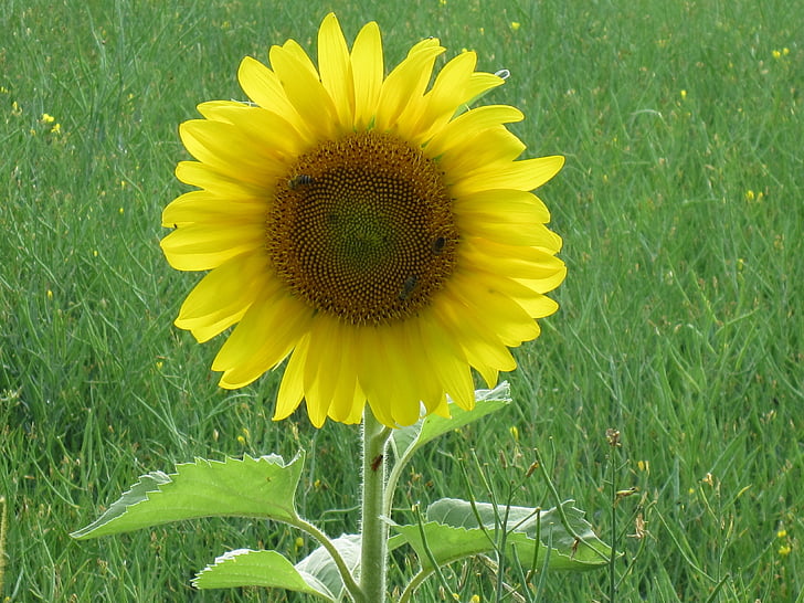 Sun flower, łąka, Bloom