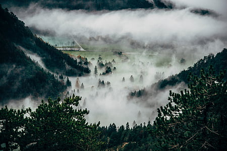 φύση, τοπίο, ομίχλη, βουνό, δέντρα, πεύκο, σύννεφα
