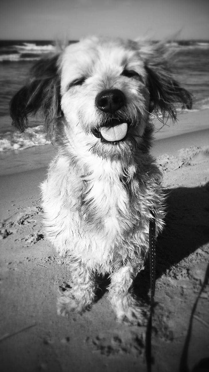 hunden, dyr, Spacer, stranden, glede, svart-hvitt