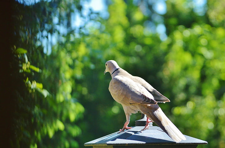 dove, bird, collared, nature, city pigeon, poultry, wing