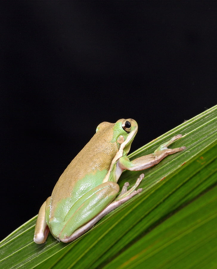 frog, close-up, macro, portrait, details, green tree frog, green