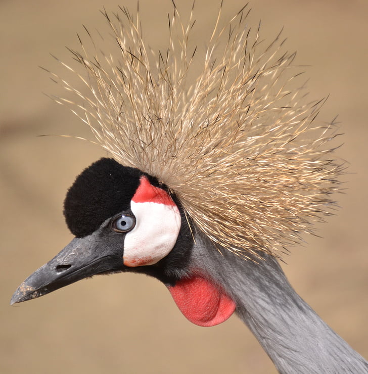 bird, view similar images, more from this photographer, animal, african crowned crane, animals birds african crowned crane