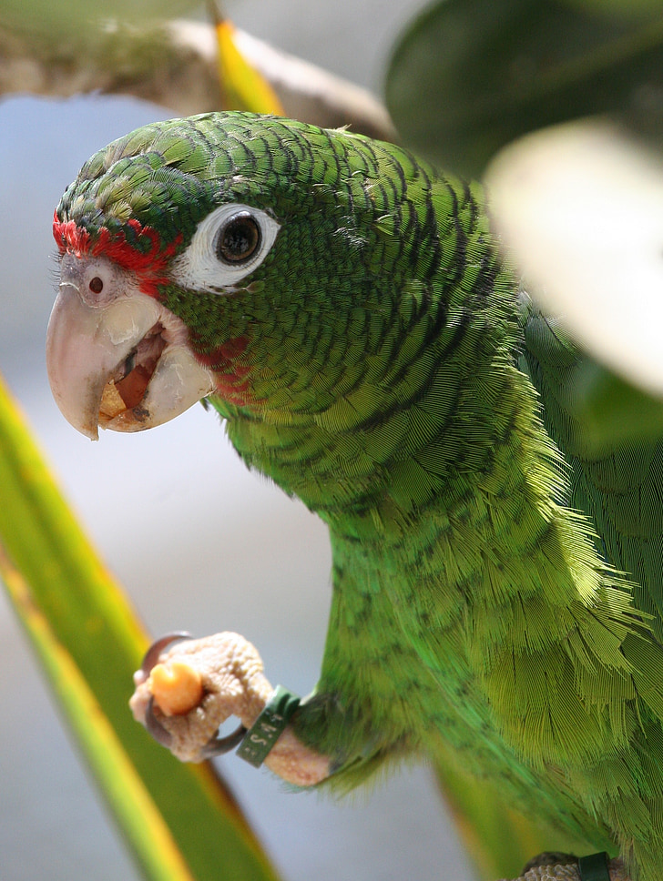 papagoi, roheline, kinni panna, lind, Wildlife, sulestiku, ere