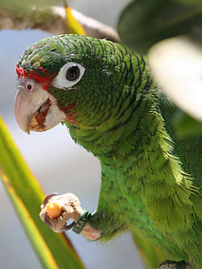 papuga, zielony, z bliska, ptak, dzikich zwierząt, upierzenie, jasne