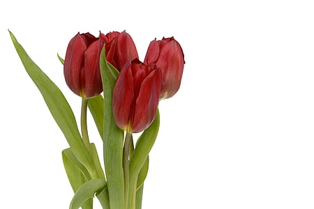 tulipany, kwiaty, pozostawia, wiosna, Zamknij, Natura, wiosenne kwiaty