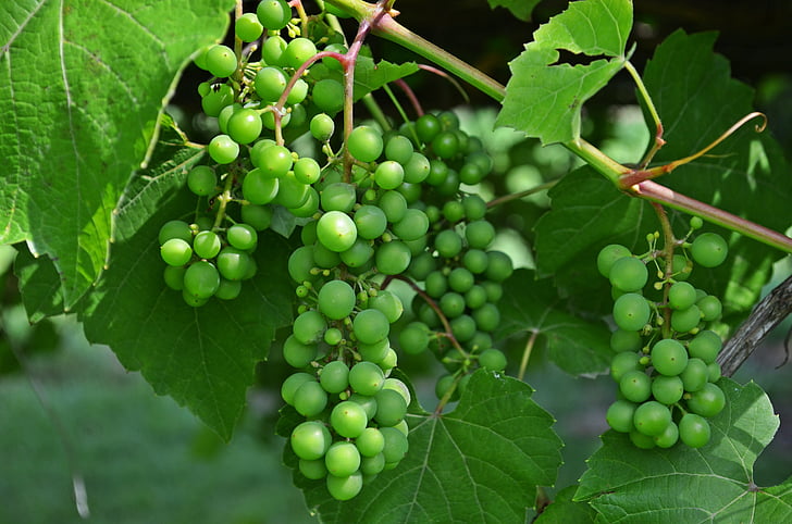 tros druiven, fruit, wijn, druiven, voeding, gezondheid, natuur