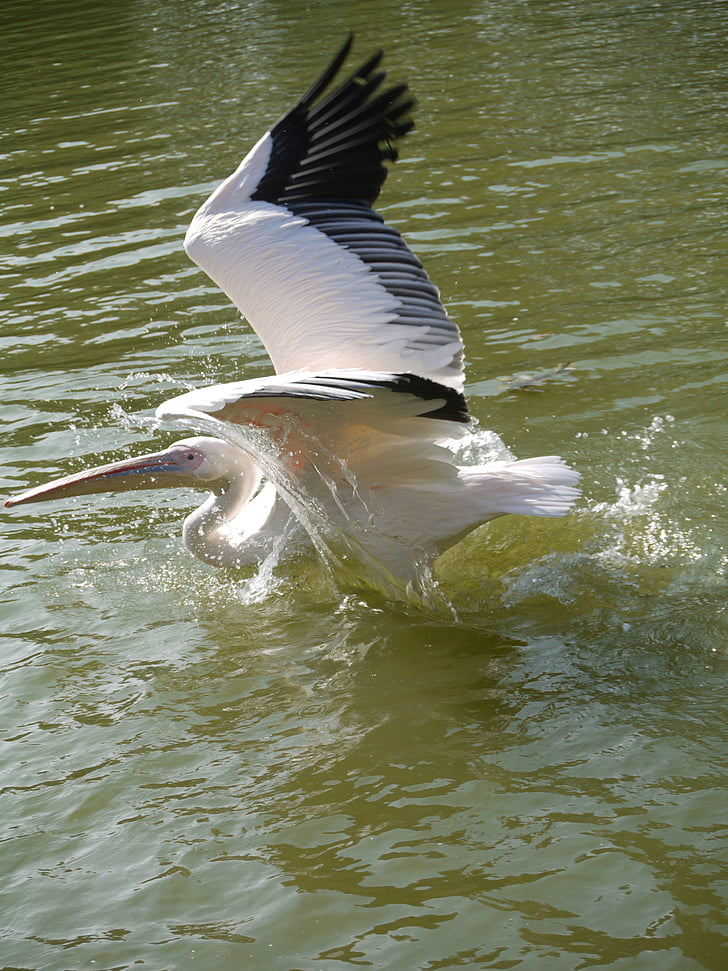 Pelikan, l'aigua, ocell d'aigua, bec gran, pinnades, Alba, escapament